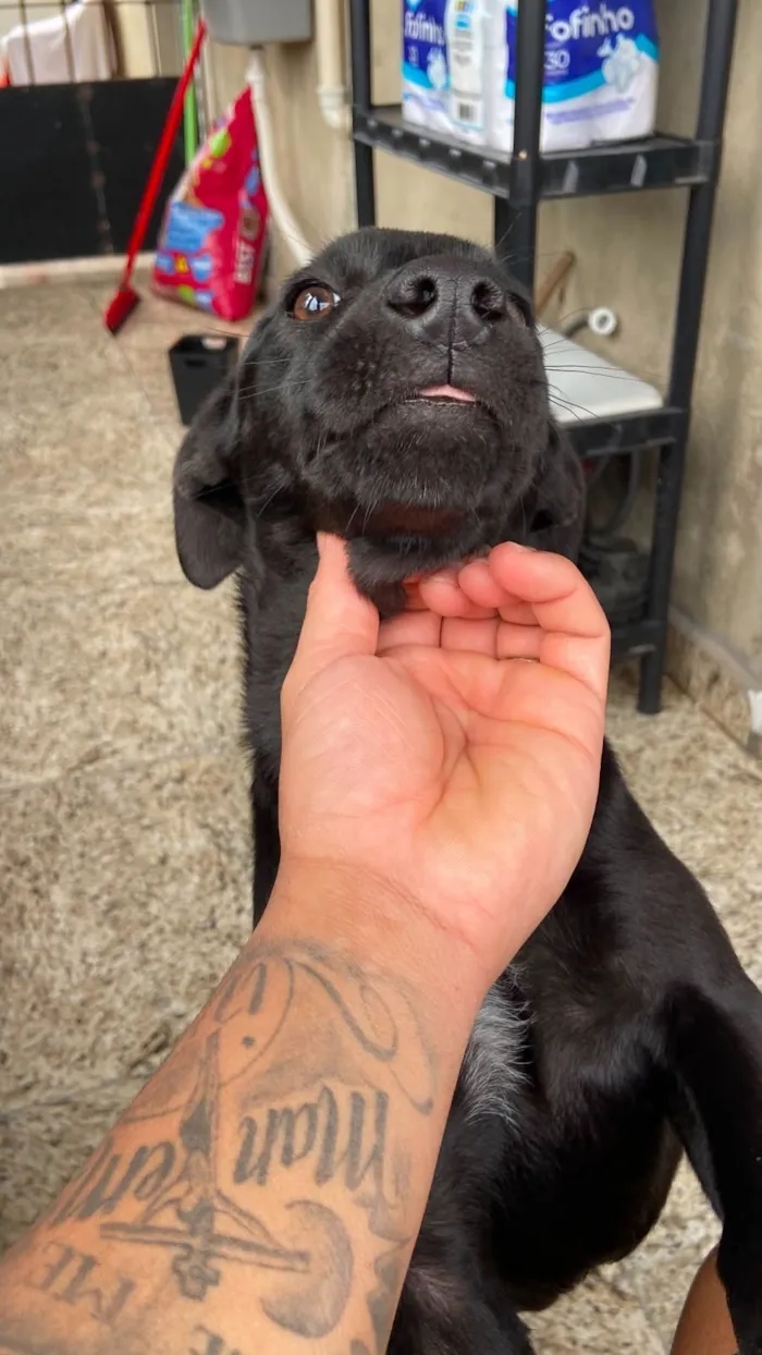 Cachorro raça SRD-ViraLata idade 2 a 6 meses nome Stella