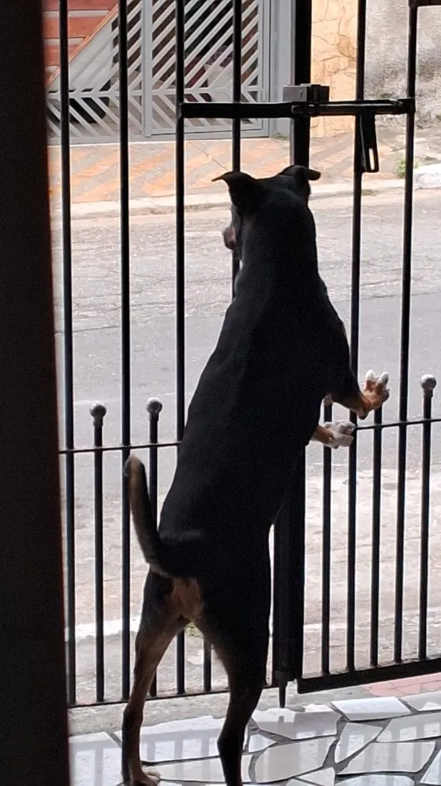 Cachorro raça SRD-ViraLata idade 2 anos nome Negão