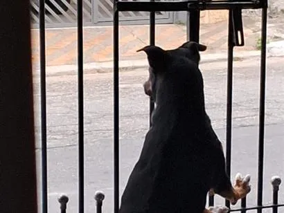 Cachorro raça SRD-ViraLata idade 2 anos nome Negão