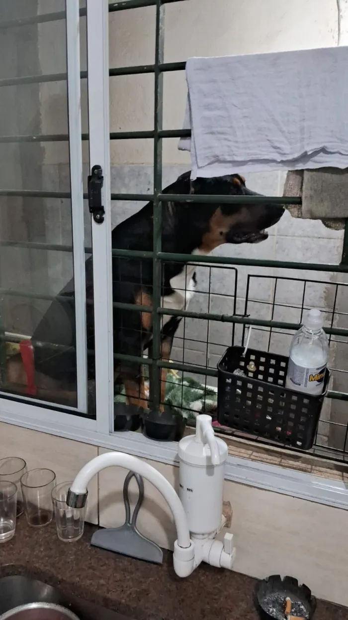 Cachorro raça SRD-ViraLata idade 2 anos nome Negão