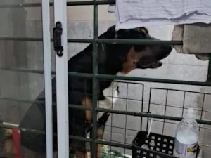 Cachorro raça SRD-ViraLata idade 2 anos nome Negão