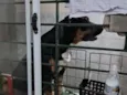 Negão