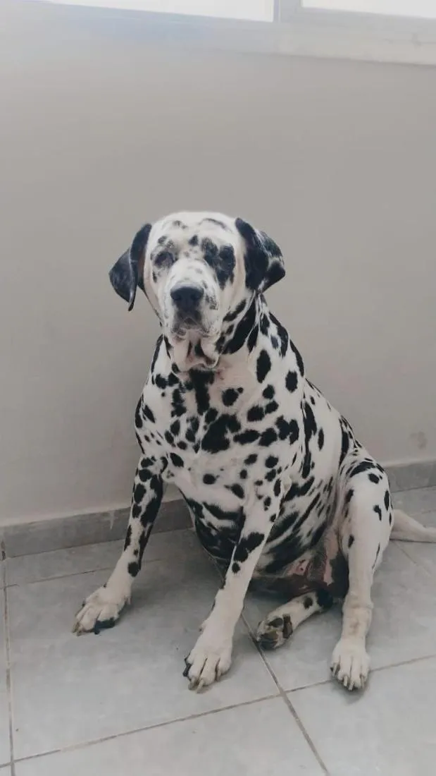Cachorro raça Dálmata idade 6 ou mais anos nome Nala