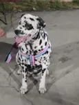 Nala