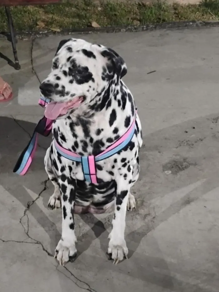 Cachorro raça Dálmata idade 6 ou mais anos nome Nala