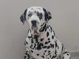 Nala