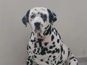 Cachorro raça Dálmata idade 6 ou mais anos nome Nala