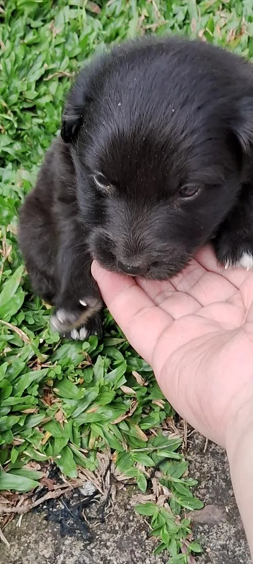 Cachorro raça SRD-ViraLata idade Abaixo de 2 meses nome bidu