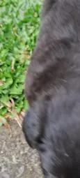 bidu