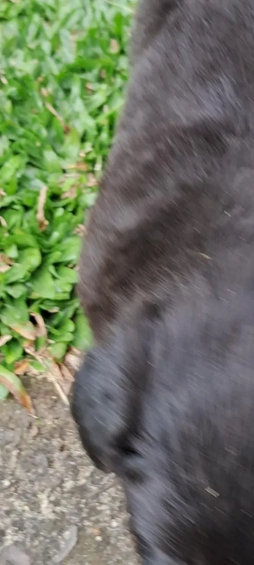 Cachorro raça SRD-ViraLata idade Abaixo de 2 meses nome bidu