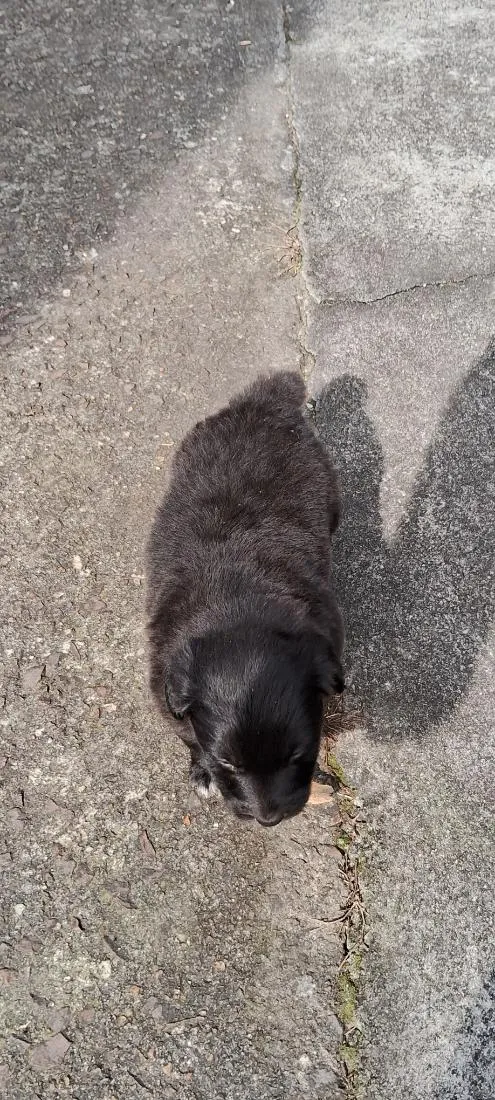 Cachorro raça SRD-ViraLata idade Abaixo de 2 meses nome bidu
