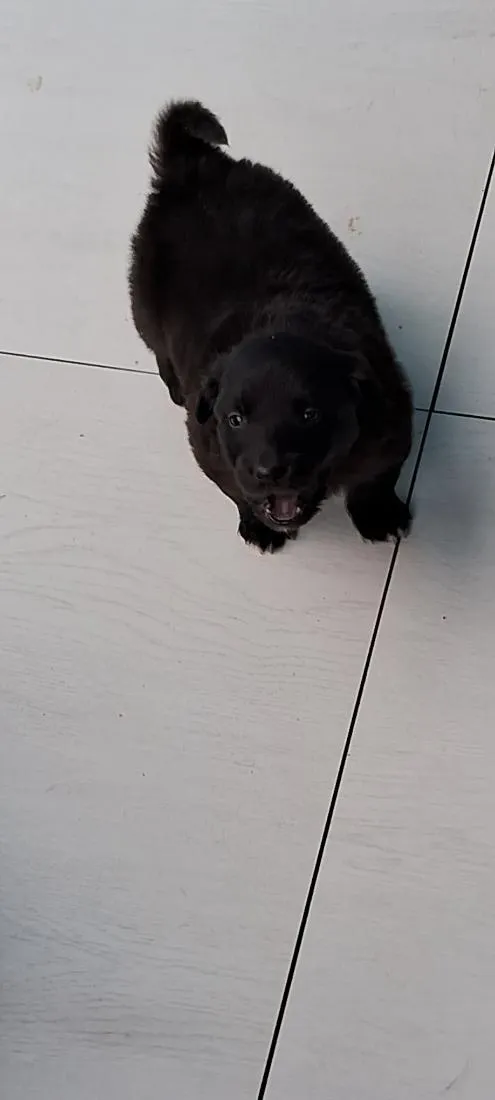 Cachorro raça SRD-ViraLata idade Abaixo de 2 meses nome bidu