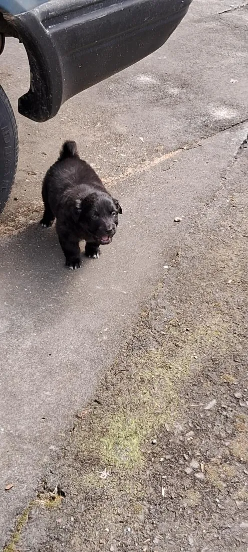Cachorro raça SRD-ViraLata idade Abaixo de 2 meses nome bidu