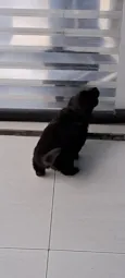 bidu