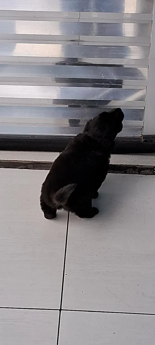 Cachorro raça SRD-ViraLata idade Abaixo de 2 meses nome bidu