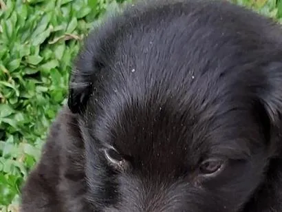 Cachorro raça SRD-ViraLata idade Abaixo de 2 meses nome bidu