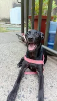 Nala