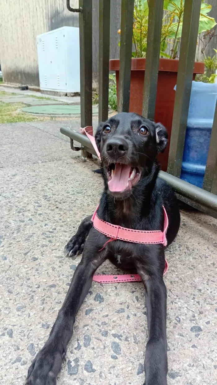 Cachorro raça SRD-ViraLata idade 7 a 11 meses nome Nala