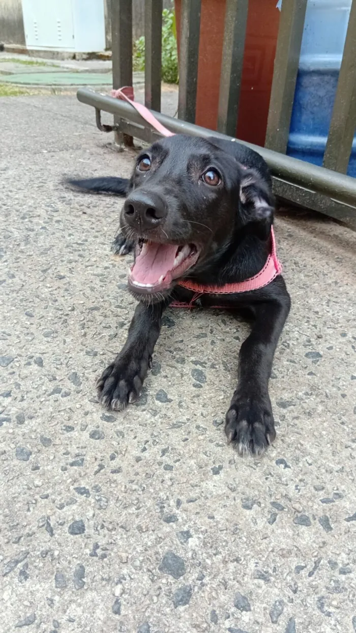 Cachorro raça SRD-ViraLata idade 7 a 11 meses nome Nala