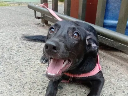 Cachorro raça SRD-ViraLata idade 7 a 11 meses nome Nala