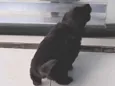 bidu