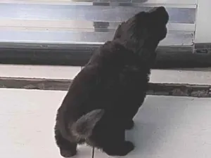 Cachorro raça SRD-ViraLata idade Abaixo de 2 meses nome bidu