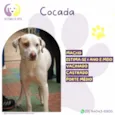 Cocada