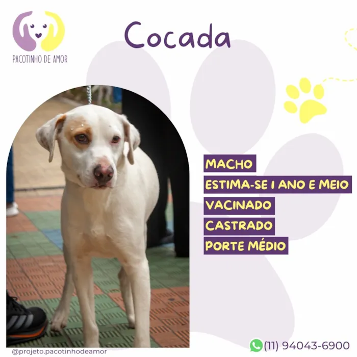 Cachorro raça SRD-ViraLata idade 1 ano nome Cocada