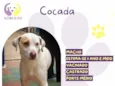 Cocada