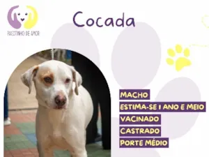 Cachorro raça SRD-ViraLata idade 1 ano nome Cocada