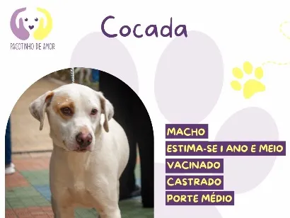 Cachorro raça SRD-ViraLata idade 1 ano nome Cocada