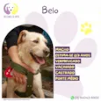 Belo