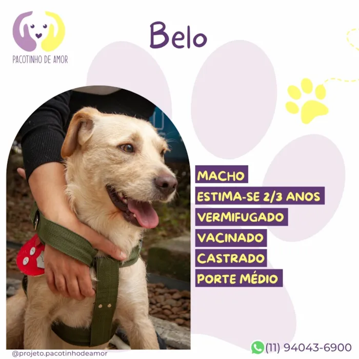 Cachorro raça SRD-ViraLata idade 2 anos nome Belo