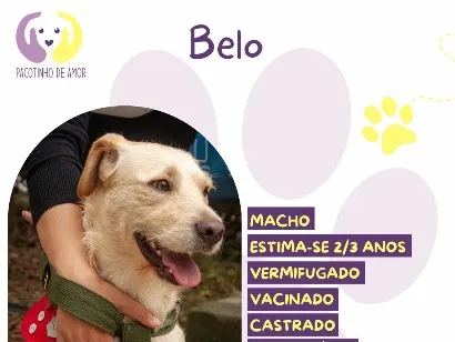 Cachorro raça SRD-ViraLata idade 2 anos nome Belo