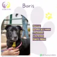 Boris
