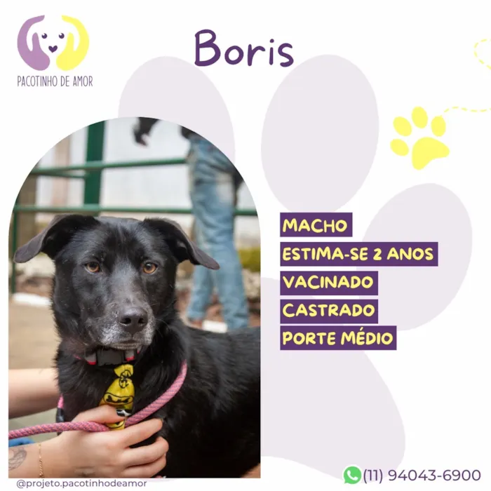 Cachorro raça SRD-ViraLata idade 2 anos nome Boris
