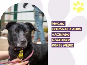 Cachorro raça SRD-ViraLata idade 2 anos nome Boris