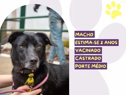 Cachorro raça SRD-ViraLata idade 2 anos nome Boris