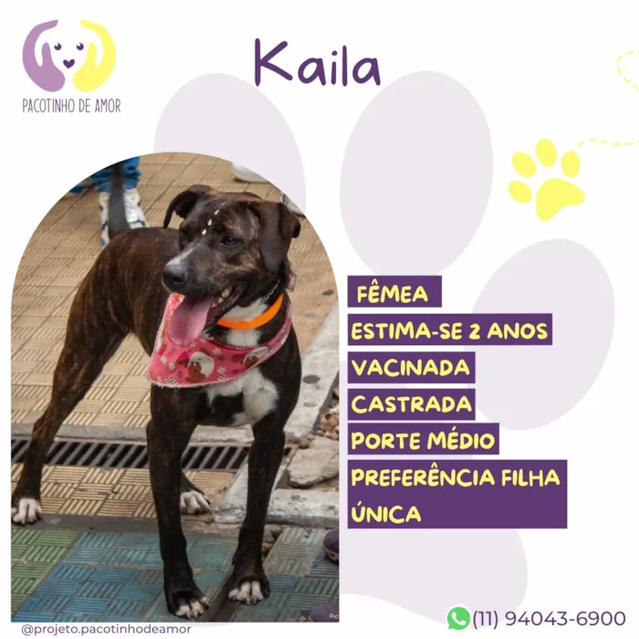 Cachorro raça SRD-ViraLata idade 2 anos nome Kayla