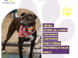 Cachorro raça SRD-ViraLata idade 2 anos nome Kayla