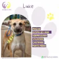 Luke