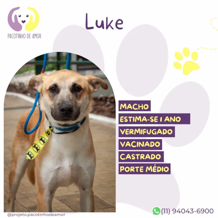 Cachorro raça SRD-ViraLata idade 1 ano nome Luke