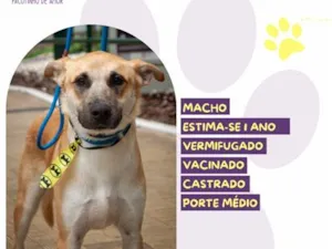 Cachorro raça SRD-ViraLata idade 1 ano nome Luke