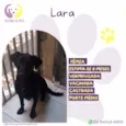 Lara