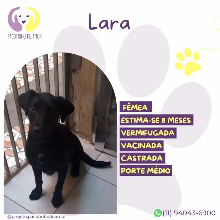 Cachorro raça SRD-ViraLata idade 7 a 11 meses nome Lara