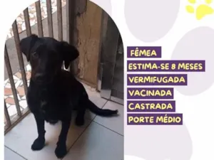Cachorro raça SRD-ViraLata idade 7 a 11 meses nome Lara