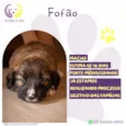 Fofão