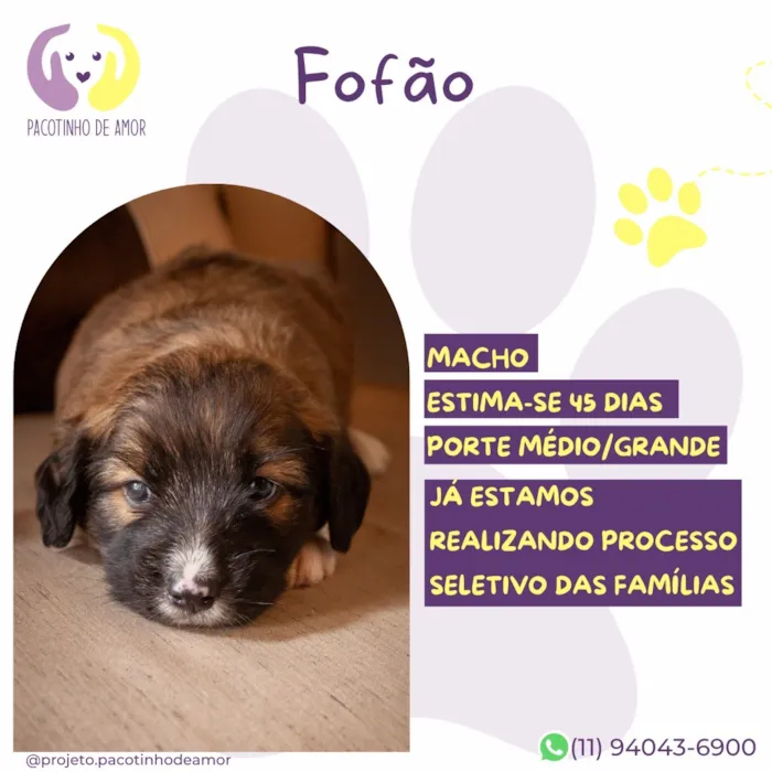 Cachorro raça SRD-ViraLata idade Abaixo de 2 meses nome Fofão