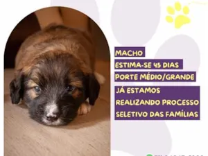 Cachorro raça SRD-ViraLata idade Abaixo de 2 meses nome Fofão