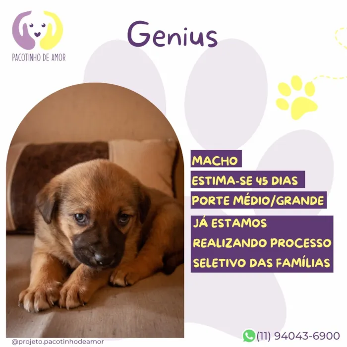 Cachorro raça SRD-ViraLata idade Abaixo de 2 meses nome Genius